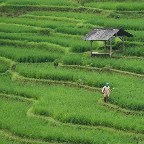 rice-field-7890204_1280